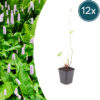 Persicaria a. 'Alba' | 12 stuks
