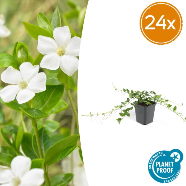 Vinca minor 'Alba' | 24 stuks