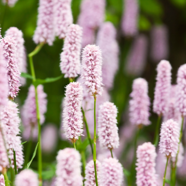 Persicaria a. 'Alba' | 12 stuks