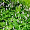 Persicaria a. 'Alba' | 12 stuks