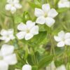 Vinca minor 'Alba' | 24 stuks
