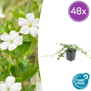 Vinca minor 'Alba' | 48 stuks