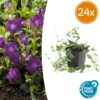 Vinca minor 'Atropurpurea', | 24 stuks