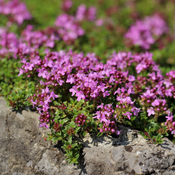 Thymus praecox 'Coccineus' | 12 stuks