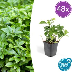 Pachysandra term. 'Green Carpet' | 48 stuks