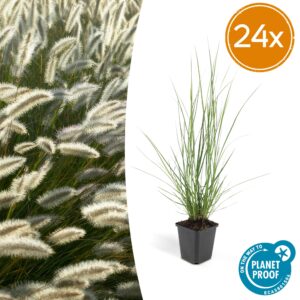 Pennisetum alopecuroides 'Hameln' | 24 stuks