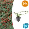 Cotoneaster dammeri | 24 stuks