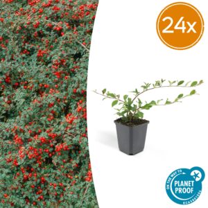 thumbnail_6000-117.jpg Cotoneaster dammeri | 24 stuks