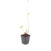 Persicaria a. 'Blackfield' | 12 stuks