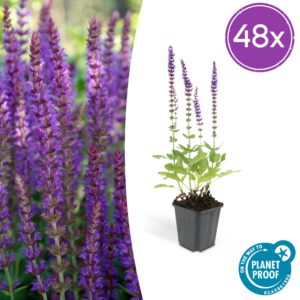 Salvia nem. 'Ostfriesland' | 48 stuks