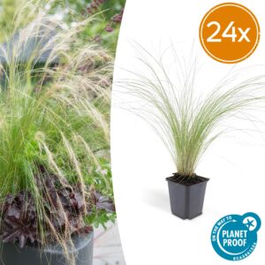 Stipa tenuissima 'Ponytails' | 24 stuks