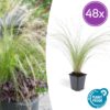 Stipa tenuissima 'Ponytails' | 48 stuks