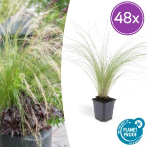 Stipa tenuissima 'Ponytails' | 48 stuks