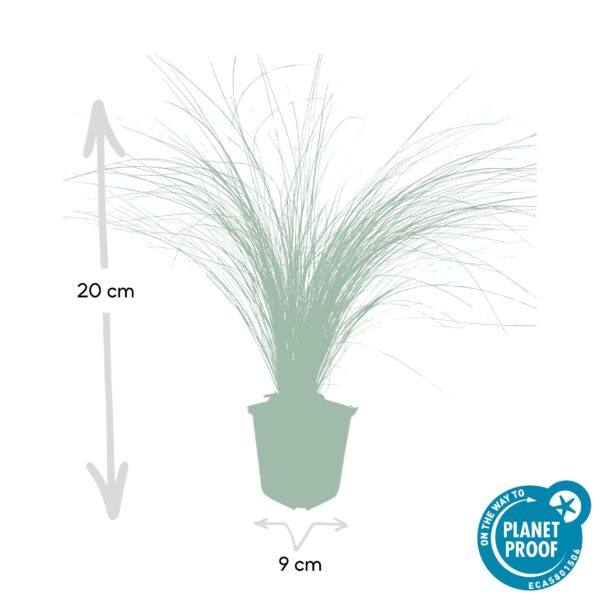 Stipa tenuissima 'Ponytails' | 48 stuks