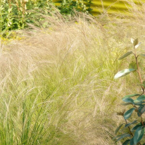 Stipa tenuissima 'Ponytails' | 48 stuks