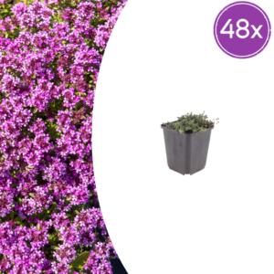 thumbnail_6000-120.png Thymus praecox 'Coccineus' | 48 stuks