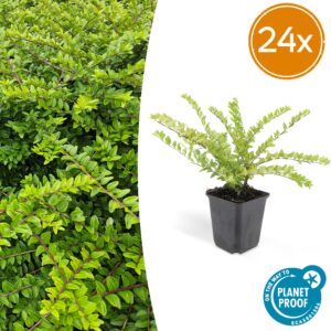 Lonicera nit. 'Maigrün' | 24 stuks