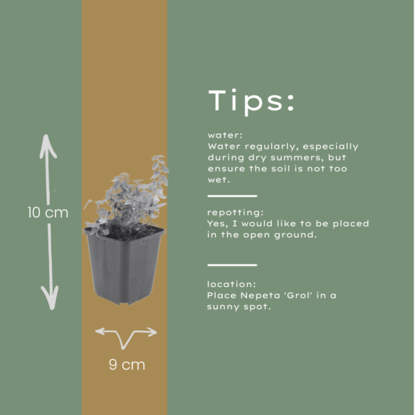 Nepeta 'Grol' | 48 stuks