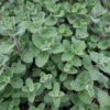 Nepeta 'Grol' | 48 stuks