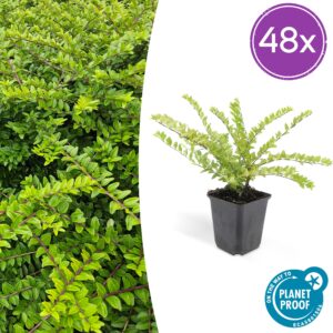 Lonicera nit. 'Maigrün' | 48 stuks
