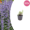 Nepeta 'Grol' | 60 stuks