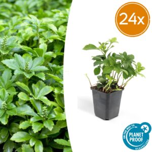 Pachysandra term. 'Green Carpet' | 24 stuks