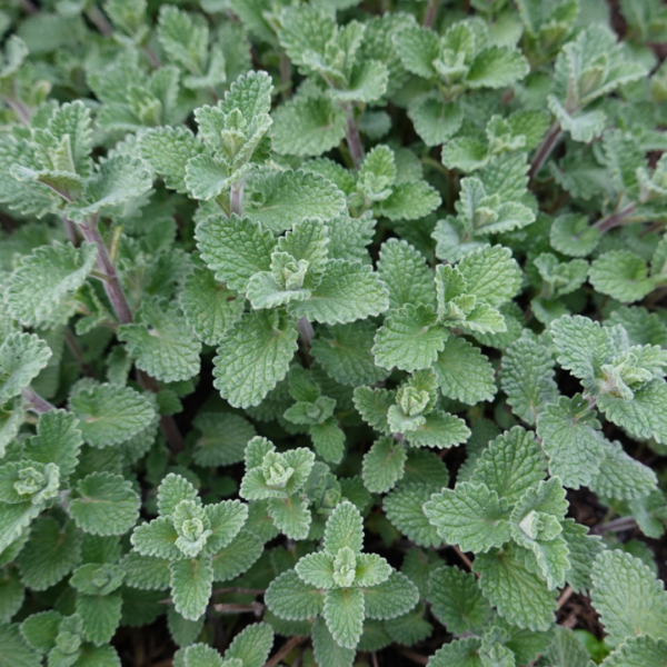 Nepeta 'Grol' | 60 stuks
