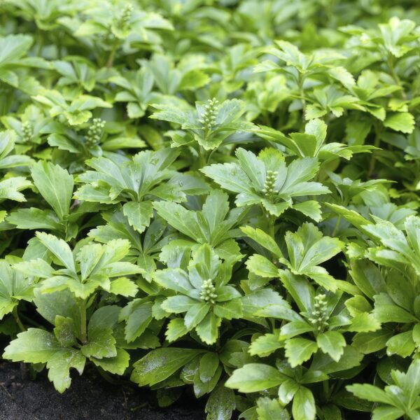 Pachysandra term. 'Green Carpet' | 24 stuks