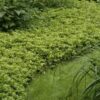 Pachysandra term. 'Green Carpet' | 24 stuks