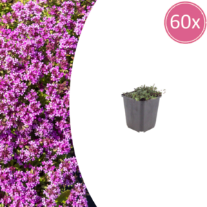 thumbnail_6000-122.png Thymus praecox 'Coccineus' | 60 stuks