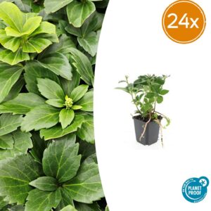 Pachysandra terminalis | 24 stuks