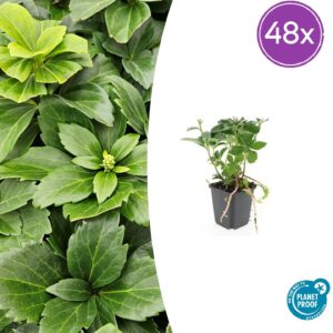 Pachysandra terminalis | 48 stuks