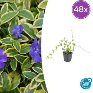 Vinca minor 'Blue and Gold' | 48 stuks