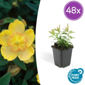Hypericum calycinum | 48 stuks