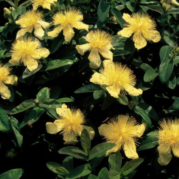 Hypericum calycinum | 48 stuks