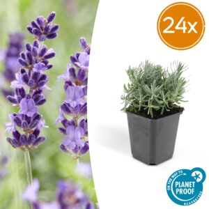 Lavandula 'Hidcote' | 24 stuks