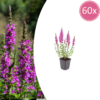 Lythrum salicaria | 60 stuks