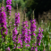 Lythrum salicaria | 60 stuks
