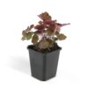 Heuchera mic. 'Palace Purple' | 48 stuks