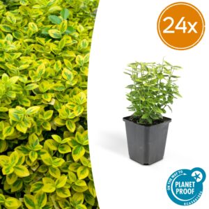 Euonymus fort. 'Emerald 'n Gold’ | 24 stuks