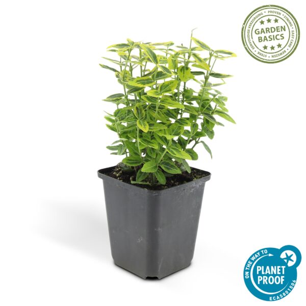 Euonymus fort. 'Emerald 'n Gold’ | 24 stuks