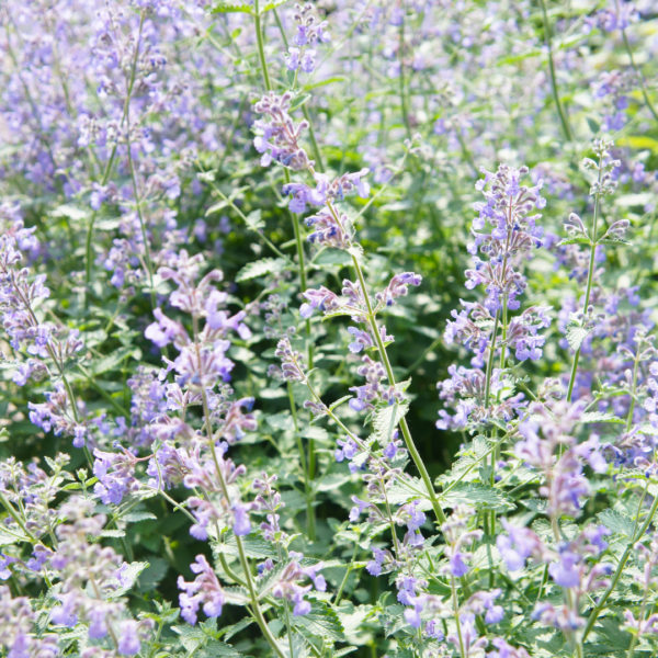 Nepeta faassenii | 6 stuks