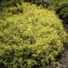 Euonymus fort. 'Emerald 'n Gold’ | 48 stuks