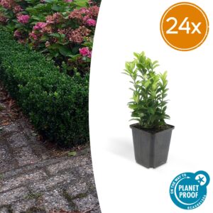 Euonymus jap. Green Spire | 24 stuks