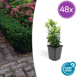 Euonymus jap. Green Spire | 48 stuks