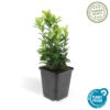 Euonymus jap. Green Spire | 48 stuks