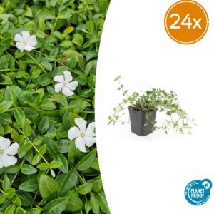 Vinca minor 'Gertrude Jekyll' | 24 stuks
