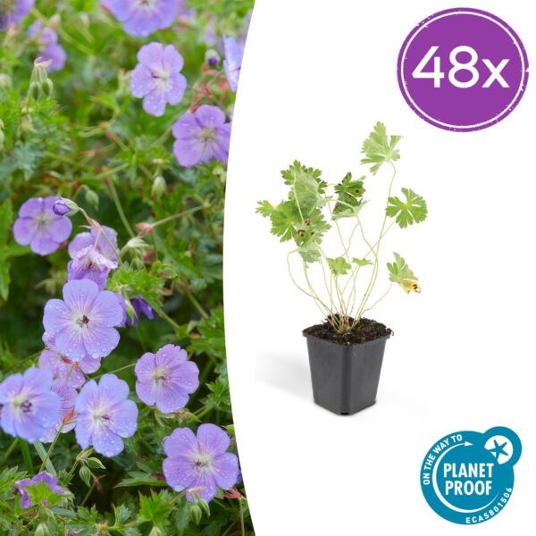 Geranium Rozanne | 48 stuks
