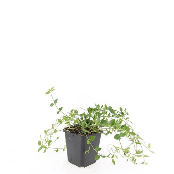 Vinca minor 'Gertrude Jekyll' | 24 stuks