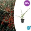 Cotoneaster suec. 'Coral Beauty' | 48 stuks